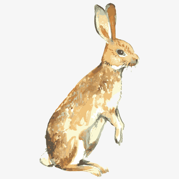 水彩手绘可爱兔子png