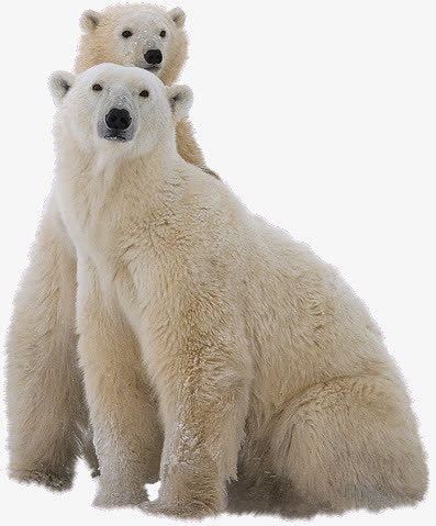 可爱的北极熊动物