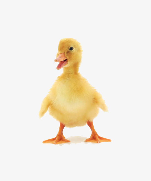 可爱的黄色鸭子高清图片