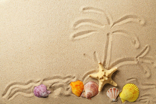 沙滩上的海星与贝壳