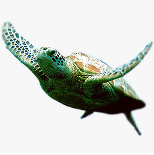 大海海龟