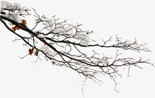 高清冬季雪花树枝