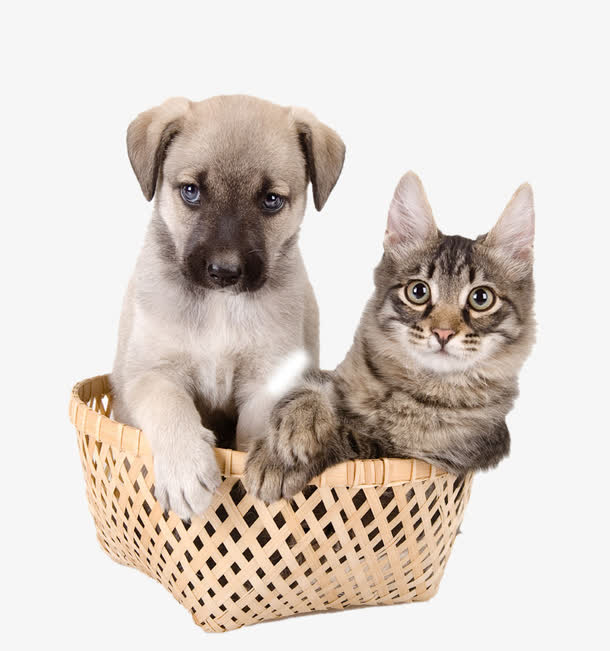 竹筐中的猫和狗