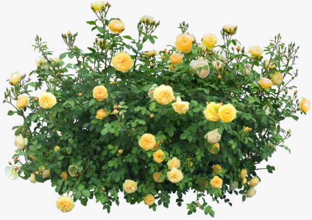 玫瑰花黄色玫瑰花丛装饰