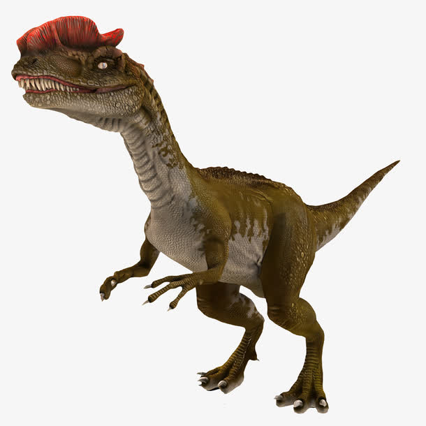 红色头冠恐龙