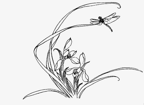 蜻蜓兰花图片