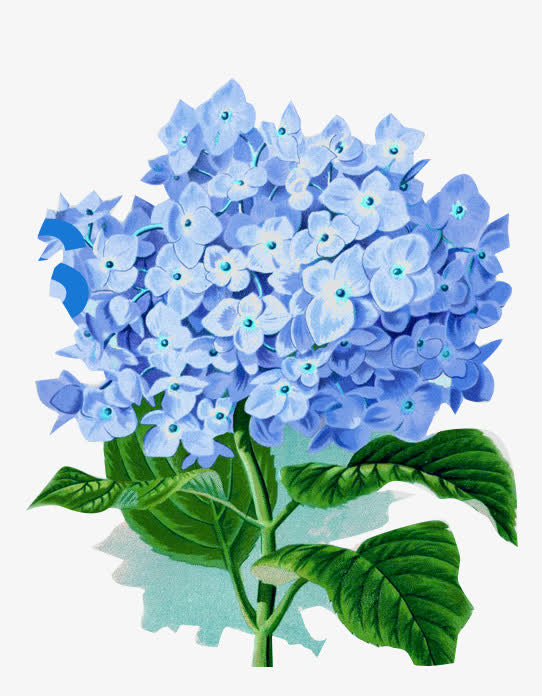 植物秋天蓝色卡通花朵