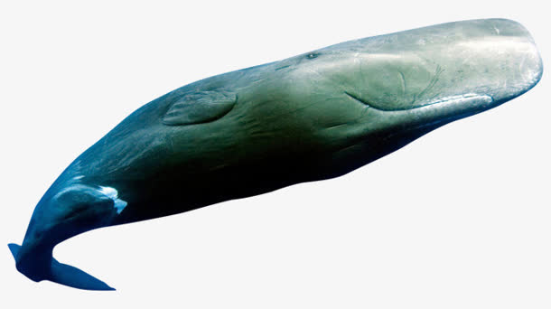 绿色鲸鱼海报背景