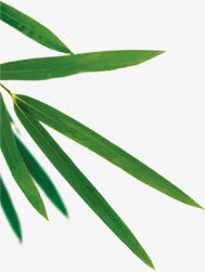 创意手绘合成绿色的竹子效果