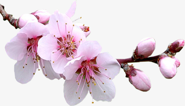 樱花 花卉 植物 素材  树枝