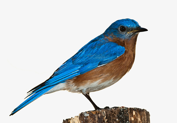 动物自然宠物蓝鸟