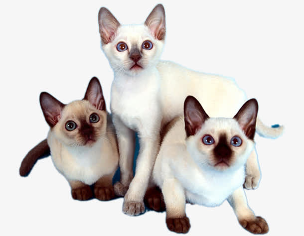 三只可爱的泰国猫