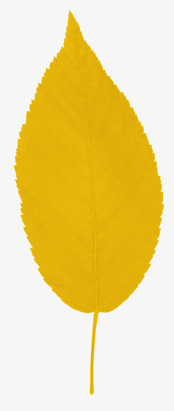 秋天的黄色落叶