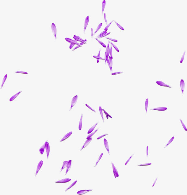 紫色清新花瓣漂浮素材
