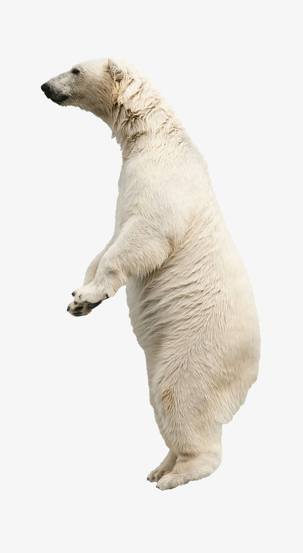 北极熊动物