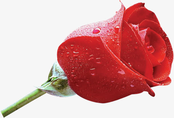 鲜艳带露珠红色玫瑰花