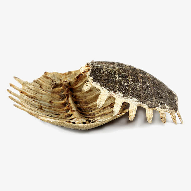 甲鱼龟壳