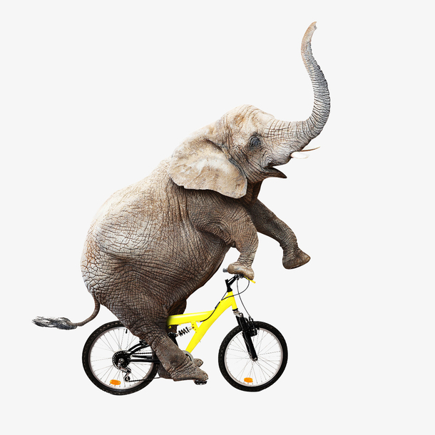 动物 大象 自行车