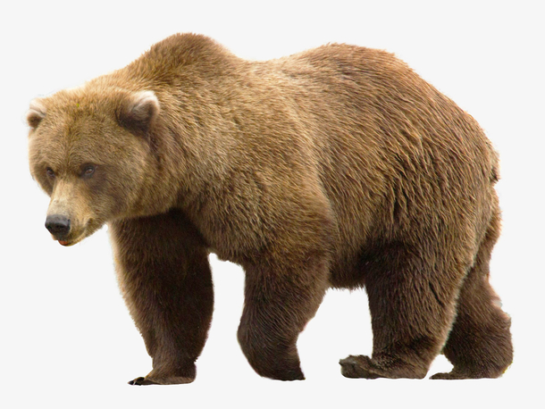 一只大大的棕熊