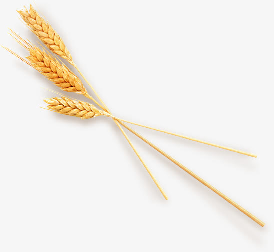 成熟小麦谷物装饰元素