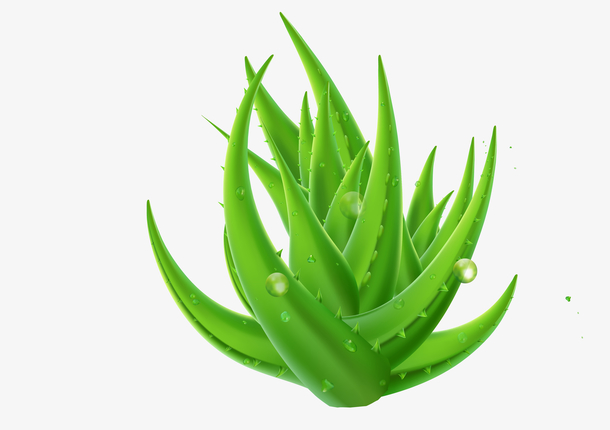 绿色 PNG 植物 芦荟素材
