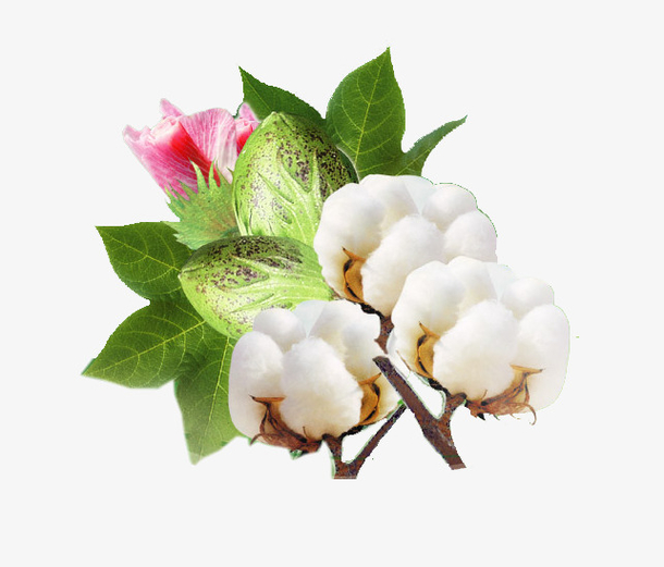 棉花植物素材