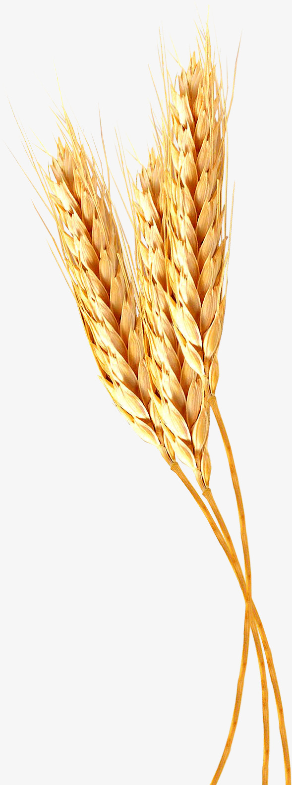 金色麦子麦穗PNG