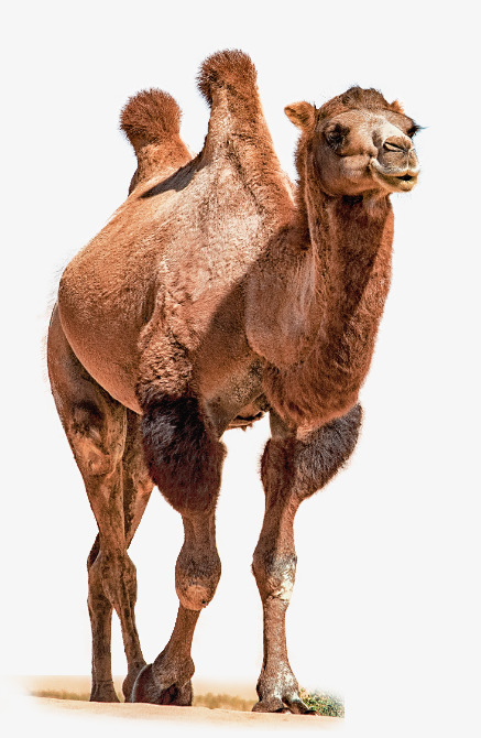 骆驼 实拍 动物 沙漠