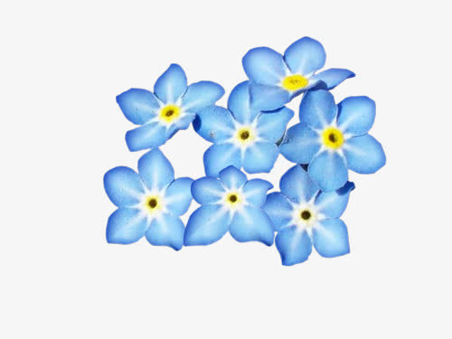 蓝色花瓣