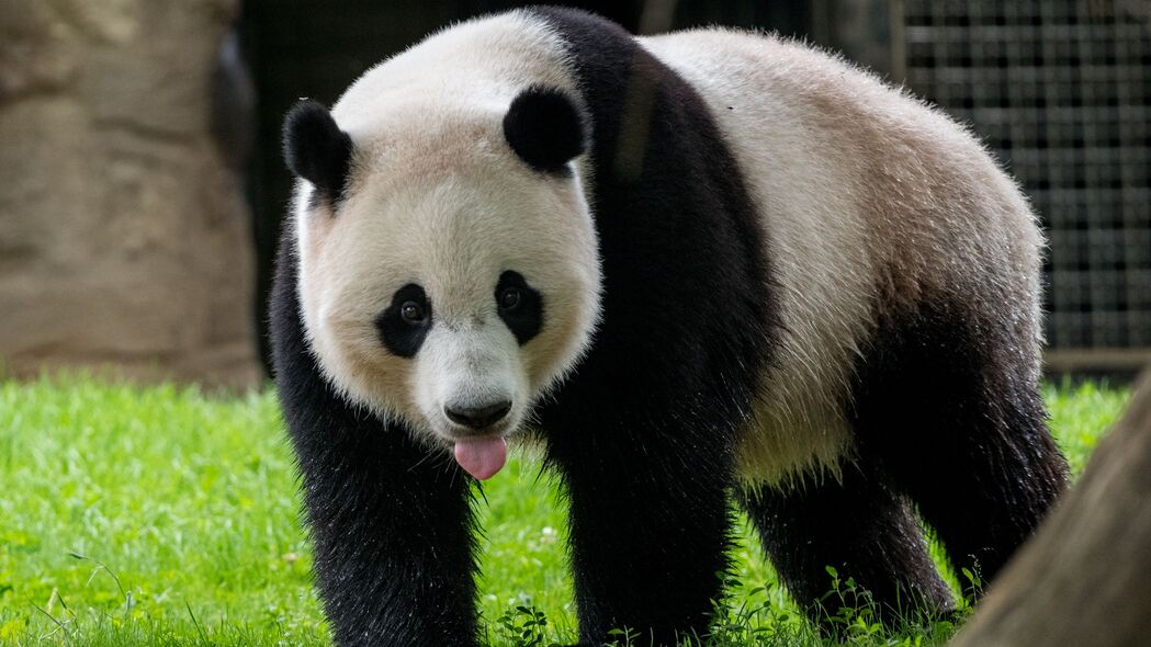 3840x2160 熊猫 突出的舌头 动物 草壁纸 背景4k uhd 16:9