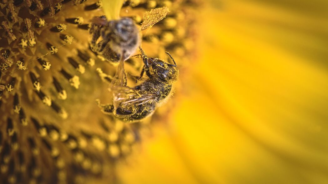 3840x2160 蜜蜂 花粉 向日葵 花 宏 黄色壁纸 背景4k uhd 16:9