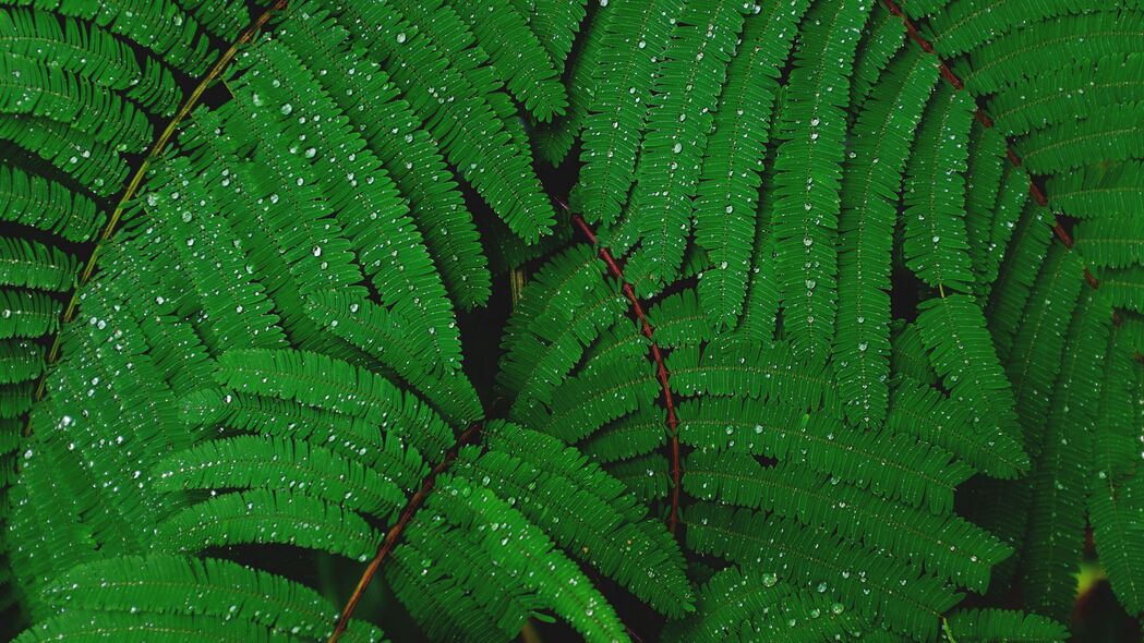 3840x2160 树枝 绿色植物 蕨类植物 水滴 雨水壁纸 背景4k uhd 16:9