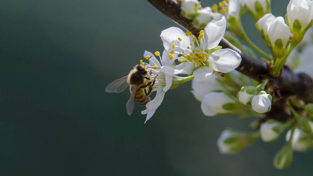 3840x2160 蜜蜂 花朵 花粉 宏观壁纸 背景4k uhd 16:9