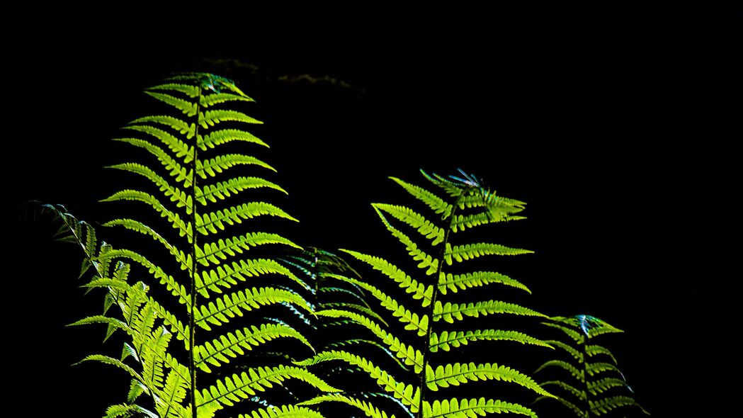 3840x2160 蕨类植物 树叶 黑暗 微距 绿色壁纸 背景4k uhd 16:9