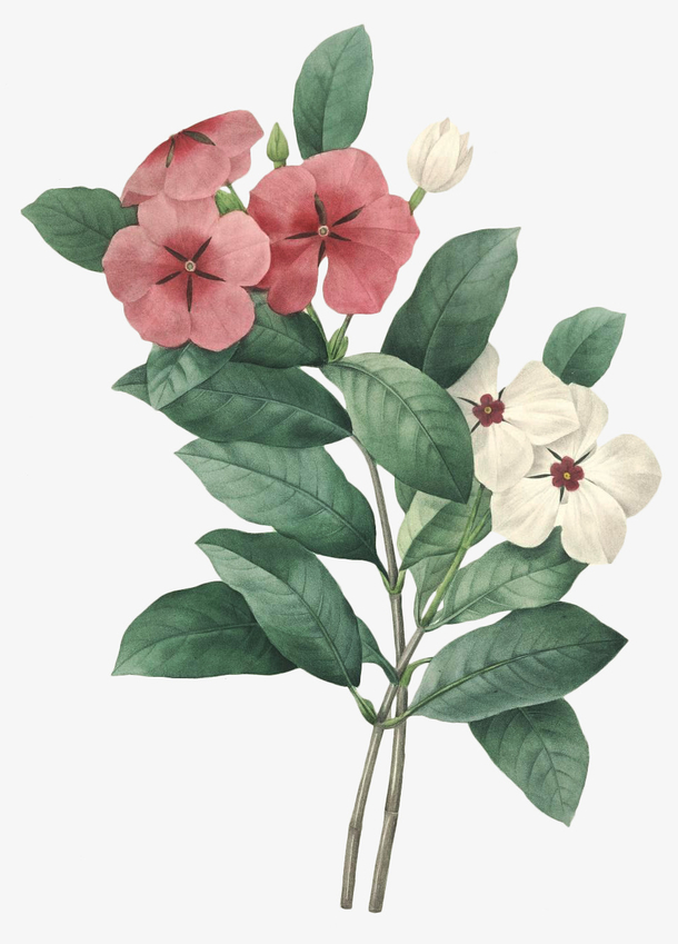 高清老式手绘鲜花花卉素材15