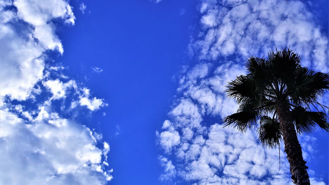 3840x2160 棕榈树 树 天空 云 夏季壁纸 背景4k uhd 16:9