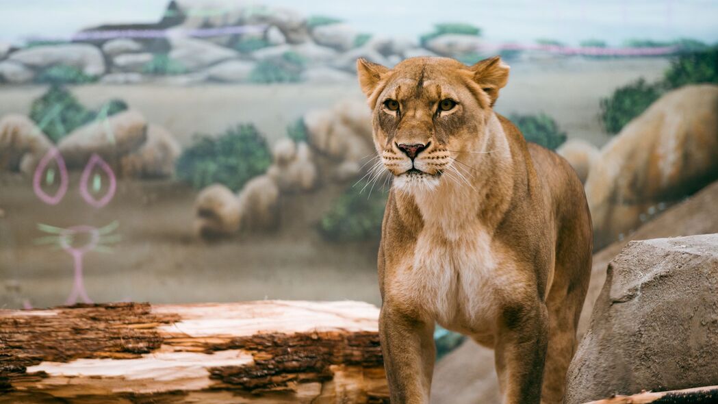 3840x2160 母狮 狮子 大猫 野生动物 捕食者壁纸 背景4k uhd 16:9