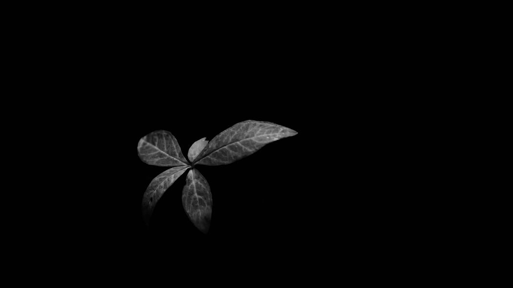 3840x2160 树叶 植物 黑暗 黑白壁纸 背景4k uhd 16:9