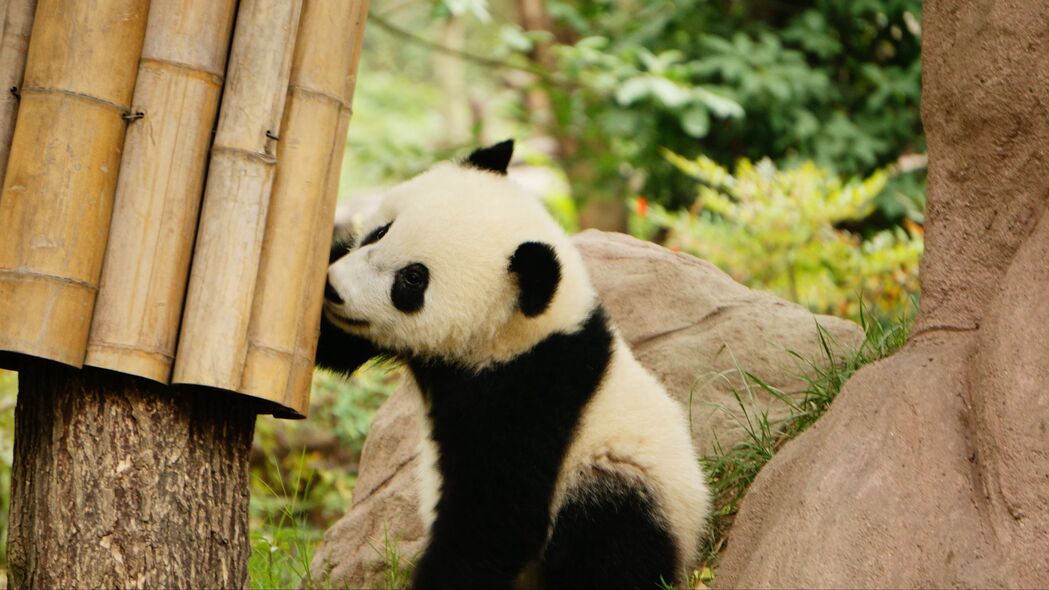 3840x2160 熊猫 竹子 野生动物 动物壁纸 背景4k uhd 16:9
