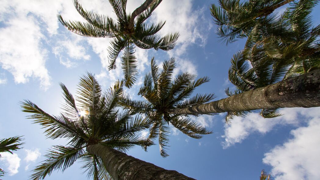 3840x2160 棕榈树 树枝 仰视图 天空 热带壁纸 背景4k uhd 16:9