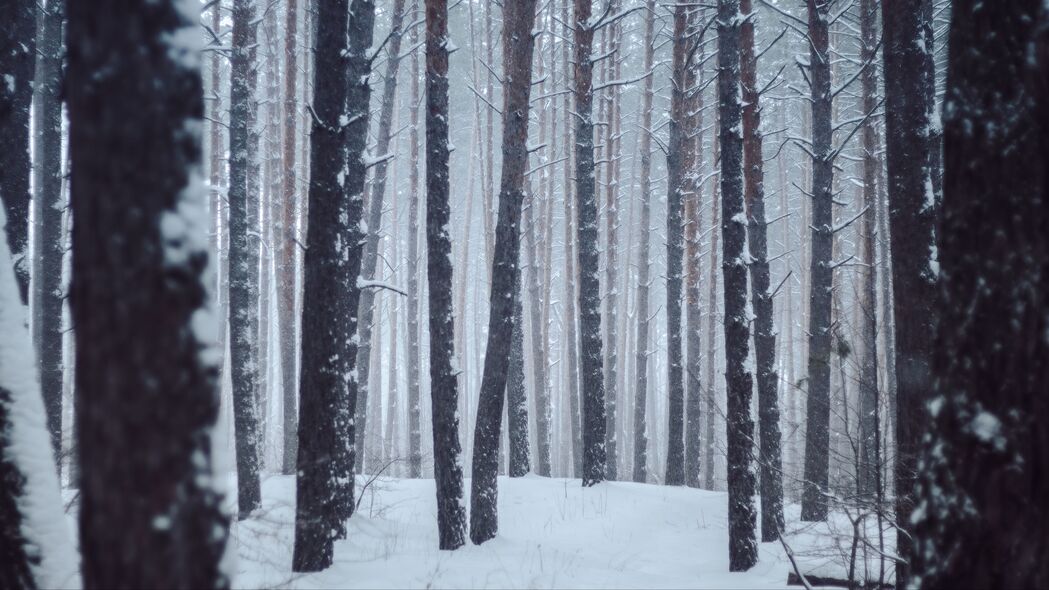 3840x2160 森林 树木 雪 冬天 风景壁纸 背景4k uhd 16:9