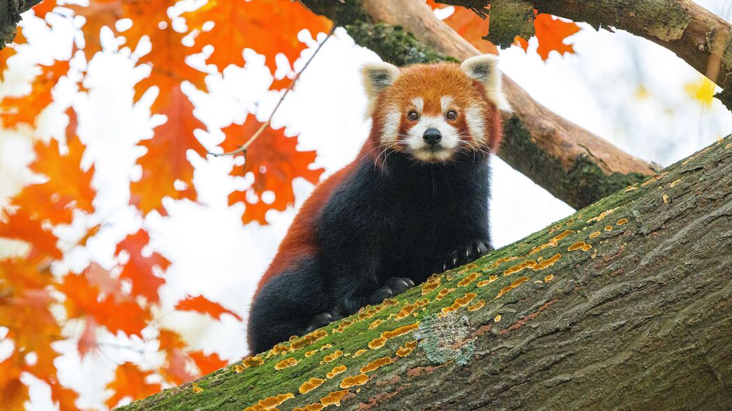 3840x2160 红熊猫 树 树叶 模糊 野生动物 动物壁纸 背景4k uhd 16:9