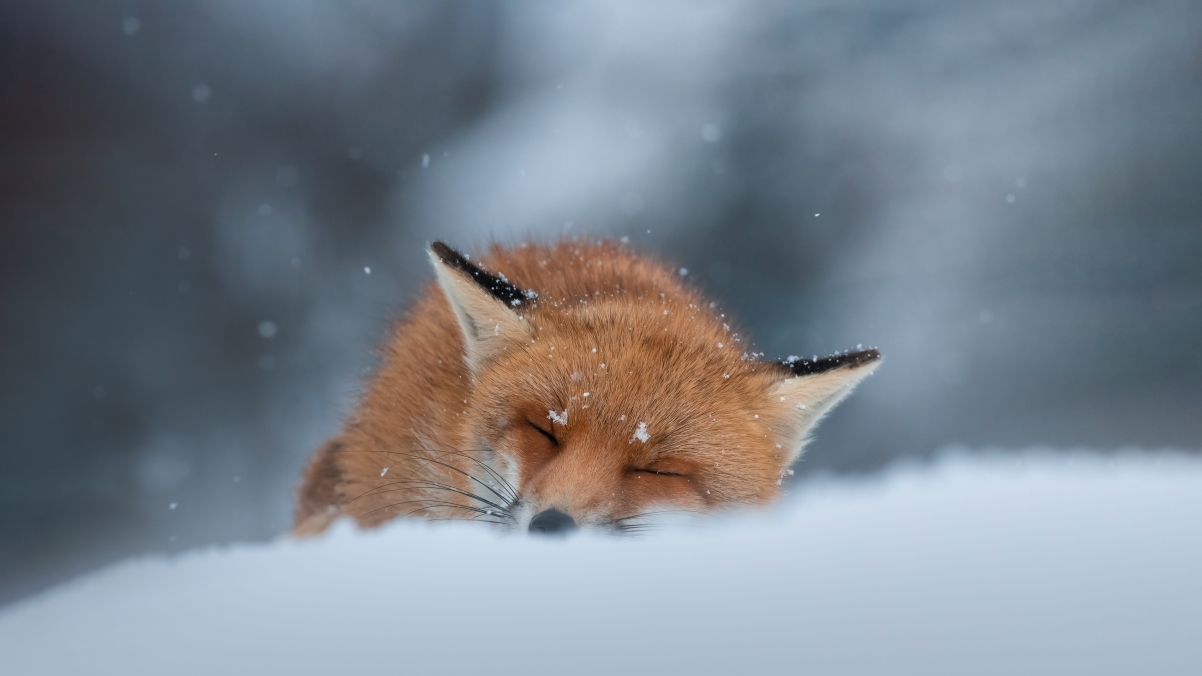 冬天睡在雪地里的赤狐4k动物壁纸