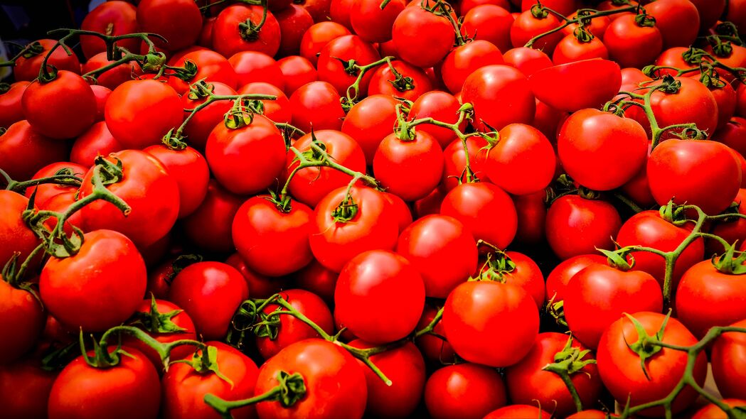 3840x2160 番茄 蔬菜 树枝 红色 宏观 4k壁纸 uhd 16:9
