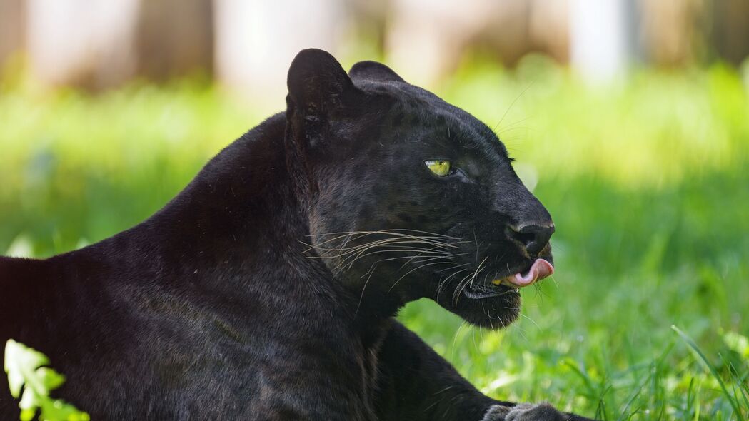 3840x2160 美洲豹 动物 大猫 突出的舌头 黑色 4k壁纸 uhd 16:9
