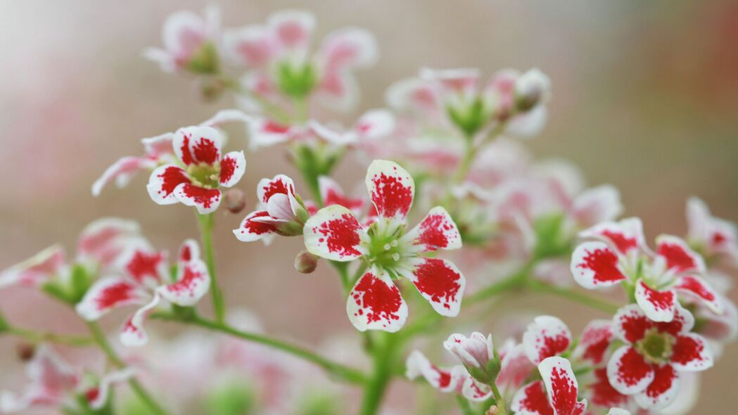 3840x2160 花朵 花瓣 植物 红色 白色 宏观 4k壁纸 uhd 16:9