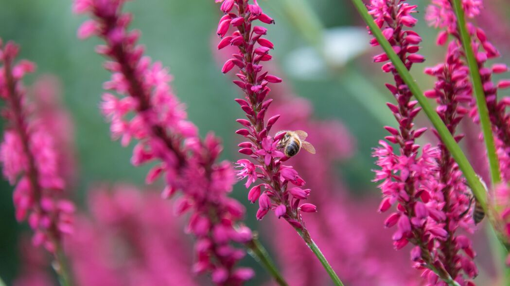 3840x2160 蜜蜂 昆虫 花 植物 宏观 粉红色 4k壁纸 uhd 16:9