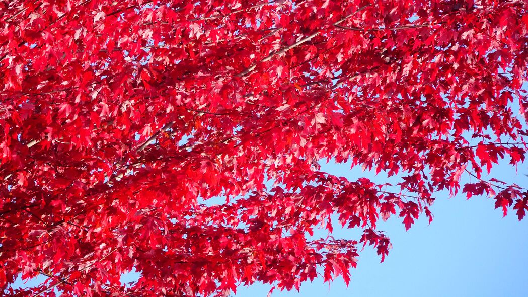 3840x2160 树 树叶 红色 秋季 4k壁纸 uhd 16:9