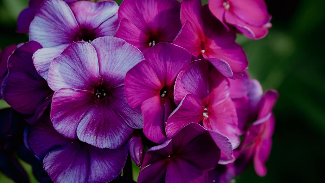3840x2160 植物 花朵 花瓣 微距 紫色 4k壁纸 uhd 16:9