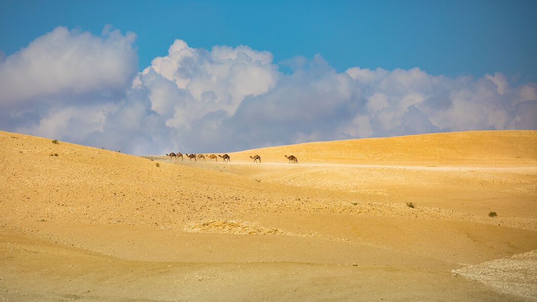 3840x2160 骆驼 动物 沙漠 沙子 云 风景 4k壁纸 uhd 16:9